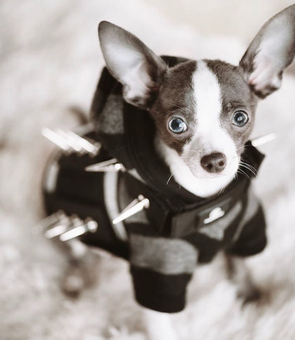PURCHASE YOUR SPIKED HARNESS HERE