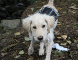 LARGE Predator Protection Harness (includes spike strips)