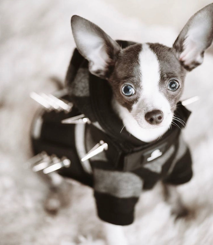 Canine predator protection harness – PredatorBWear