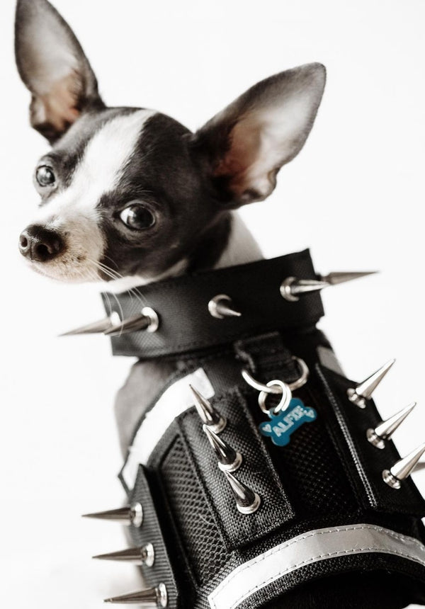 Hawk Spiked Jacket For Small Dogs Anti Hawk Vest Coyote Jacket For