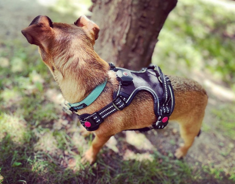 LED Harness-GLOW IN THE DARK! – PredatorBWear