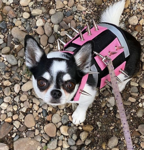 MINI Predator Protection Harness (includes spike strips)