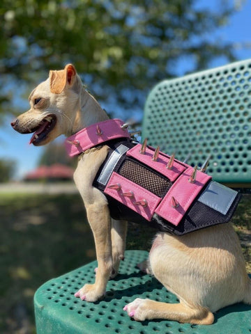 Pet Protection Vests with Spikes Help Protect Small Dogs from Predators