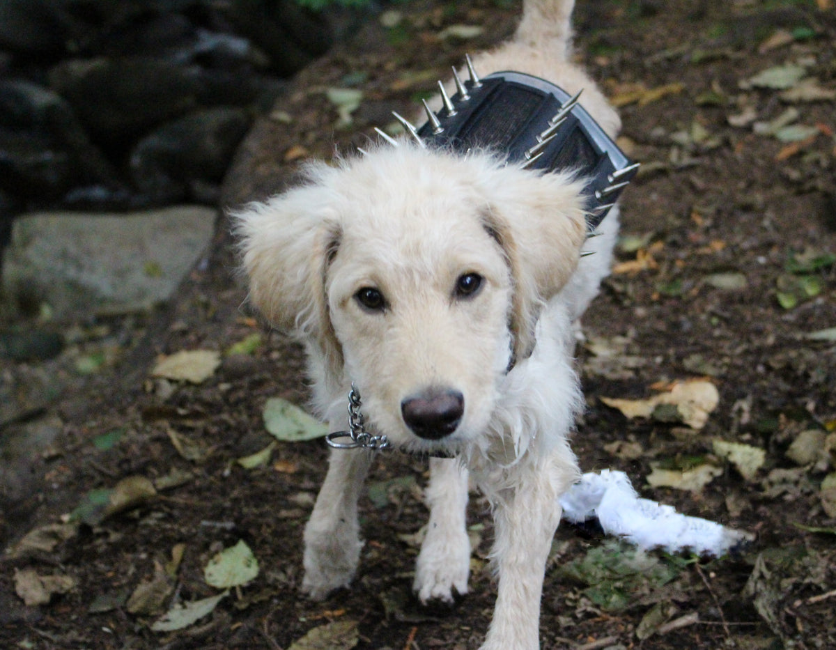 LARGE Predator Protection Harness (includes spike strips) PredatorBWear